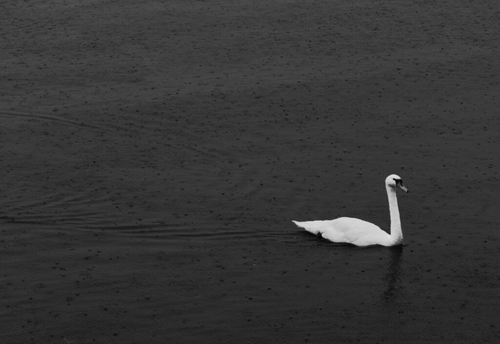 Black Swan Event