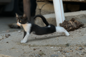 Tierfoto einer Türkischen Straßenkatze